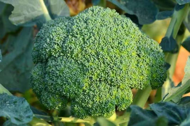 推荐东台精品炎秀西蓝花西兰花口感好价格实惠欢迎联系