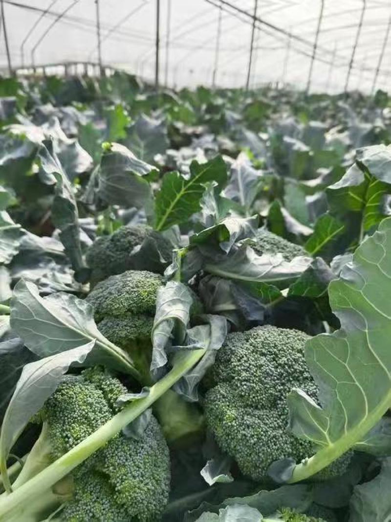 推荐东台精品炎秀西蓝花西兰花口感好价格实惠欢迎联系