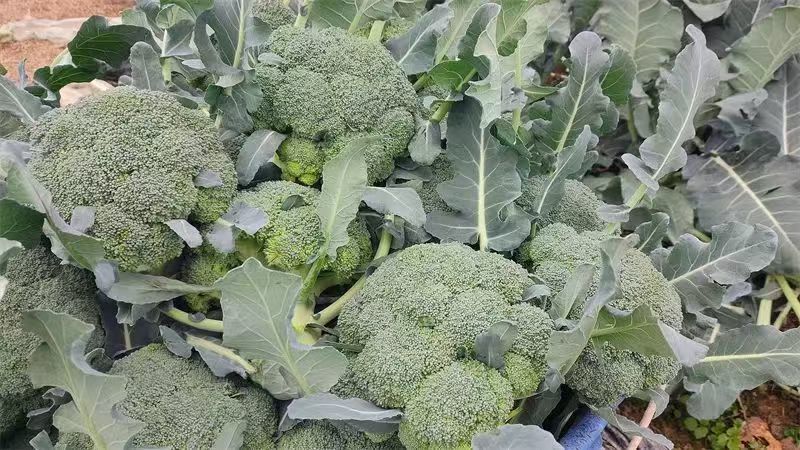 推荐东台精品炎秀西蓝花西兰花口感好价格实惠欢迎联系