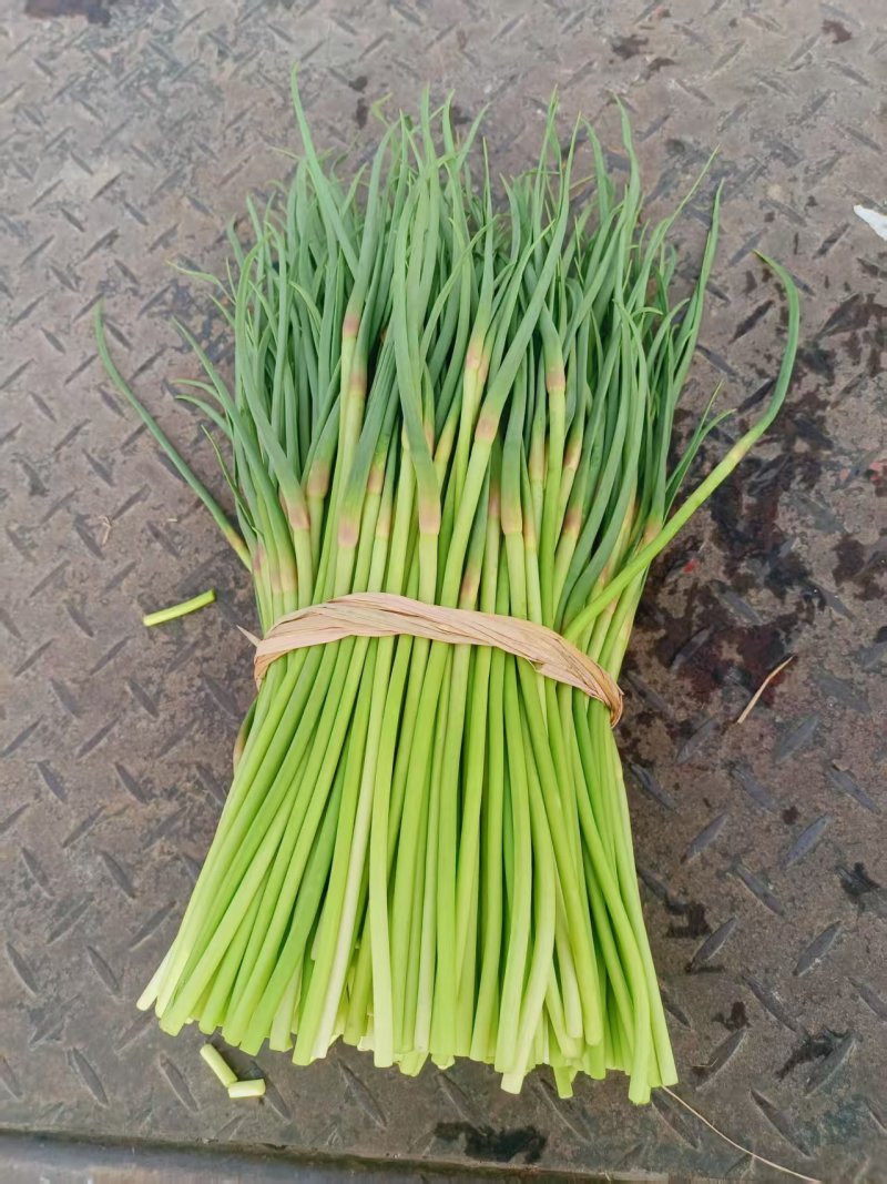 红帽蒜苔江苏产区直发保质保量供货价钱实惠