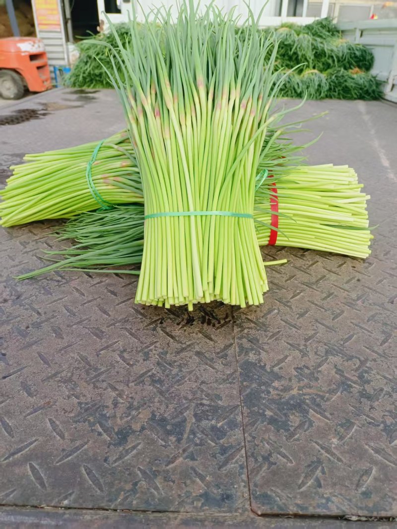 红帽蒜苔江苏产区直发保质保量供货价钱实惠