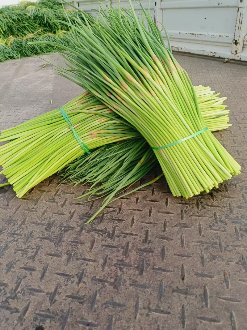 红帽蒜苔江苏产区直发保质保量供货价钱实惠