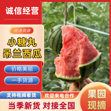 陕西吊兰西瓜手撕瓜产地现货供应,量大从优皮薄多汁代发全国