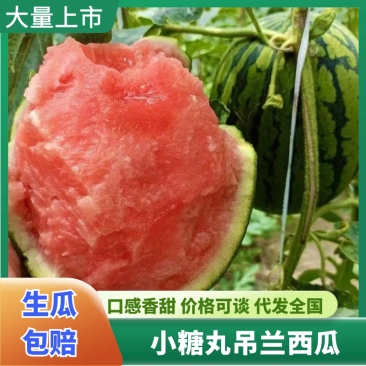 吊兰西瓜陕西小糖丸手剥西瓜产地直发,规格齐全,可视频看货