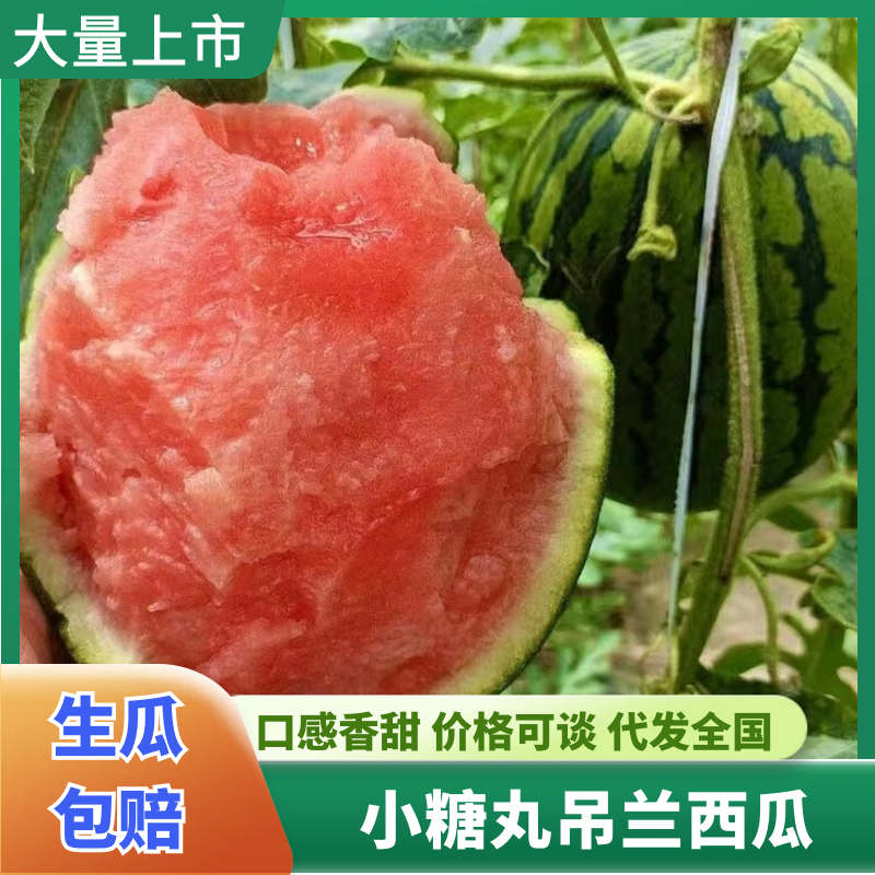 吊兰西瓜陕西小糖丸手剥西瓜产地直发，规格齐全，可视频看货