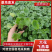 大花飞燕草精品苗木绿化专用基地直发量大优惠