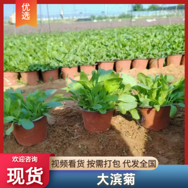 大滨菊基地直发价格优惠本基地品种齐全对接全国