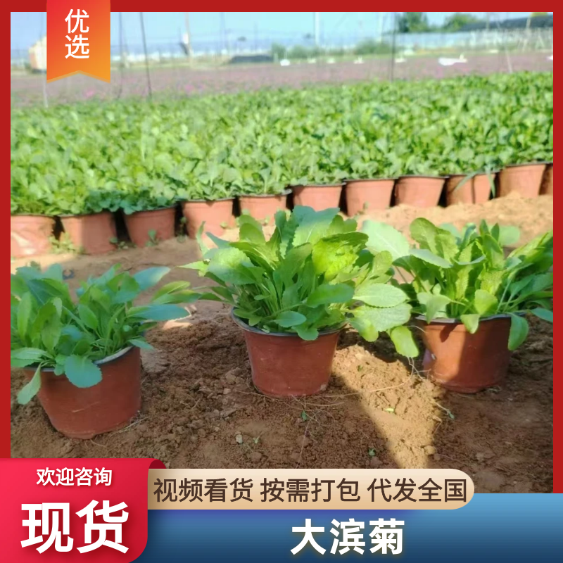 大滨菊基地直发价格优惠本基地品种齐全对接全国