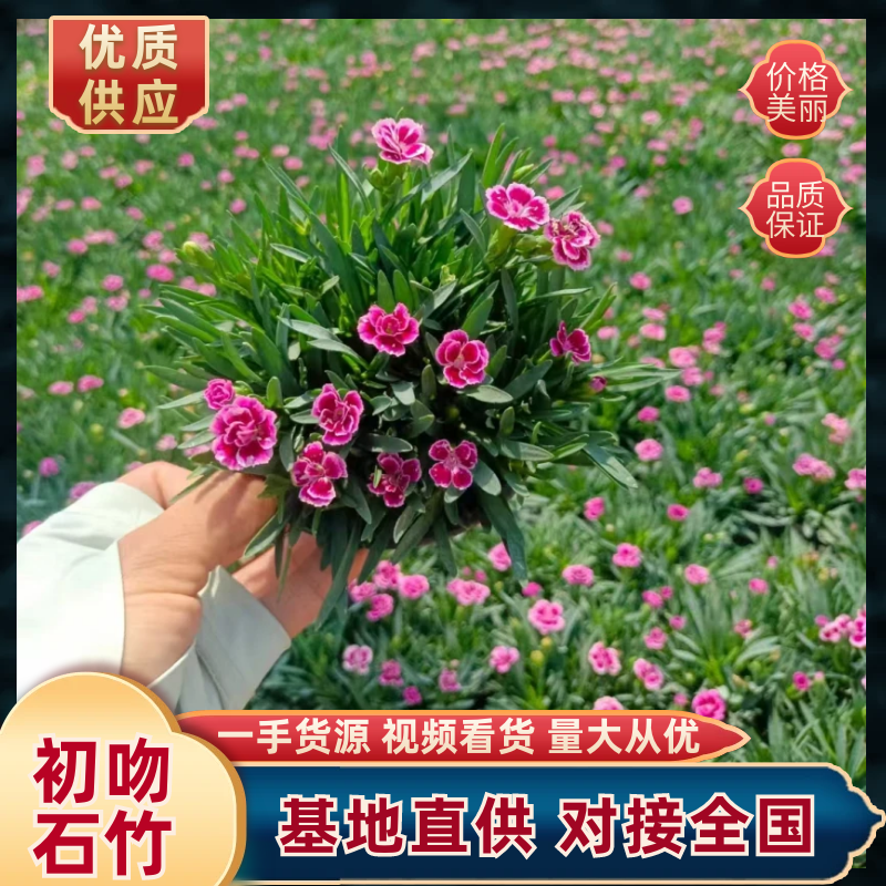 初吻石竹基地直发货源充足提供技术学院指导量大优惠
