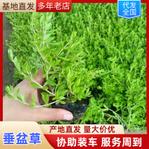 垂盆草基地直发种类齐全规格齐全对接全国量大优惠