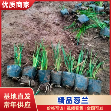 葱兰精品葱兰基地直发品种齐全规格齐全量大优惠