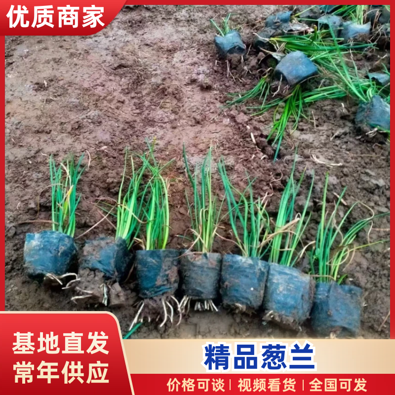 葱兰精品葱兰基地直发品种齐全规格齐全量大优惠