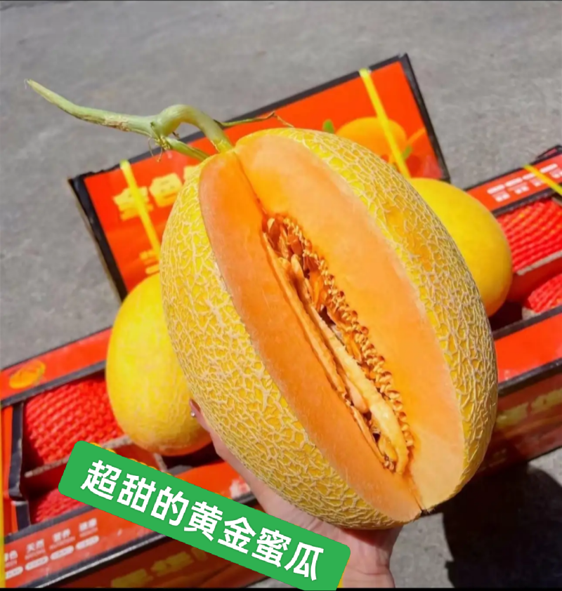 新疆哈密瓜，原产地采摘，鸿运，金色年华，黄金时代，金海密