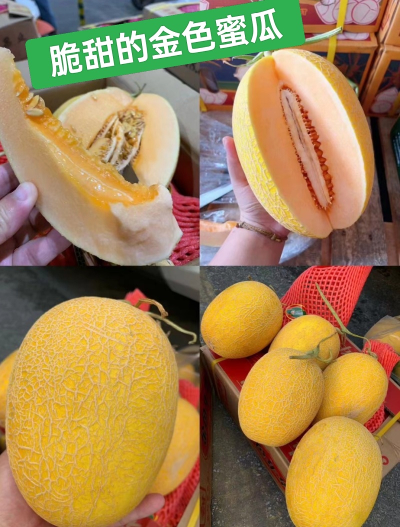 新疆哈密瓜，原产地采摘，鸿运，金色年华，黄金时代，金海密