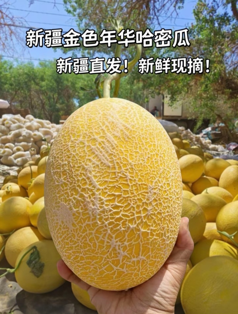新疆哈密瓜，原产地采摘，鸿运，金色年华，黄金时代，金海密