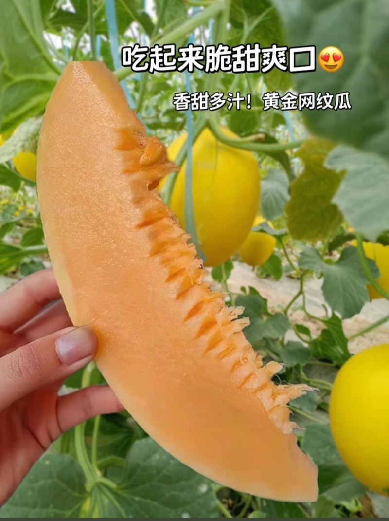 新疆哈密瓜，原产地采摘，鸿运，金色年华，黄金时代，金海密