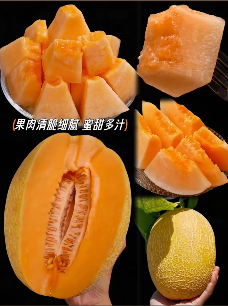 新疆哈密瓜，原产地采摘，鸿运，金色年华，黄金时代，金海密