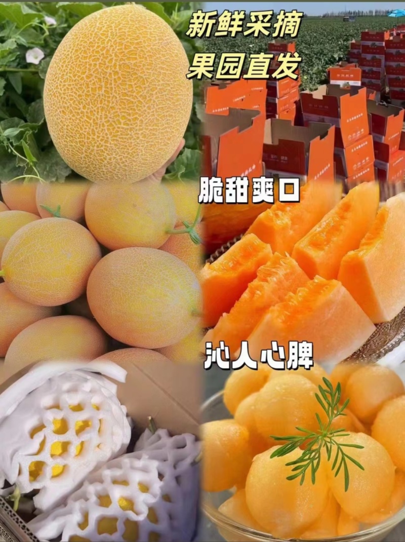 新疆哈密瓜，原产地采摘，鸿运，金色年华，黄金时代，金海密
