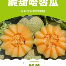 新疆哈密瓜，原产地采摘，西州蜜25号，皮薄肉厚，香甜多汁