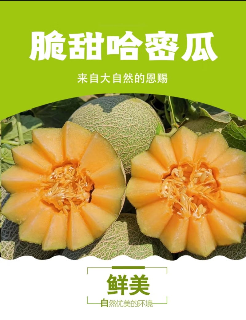 新疆哈密瓜，原产地采摘，西州蜜25号，皮薄肉厚，香甜多汁