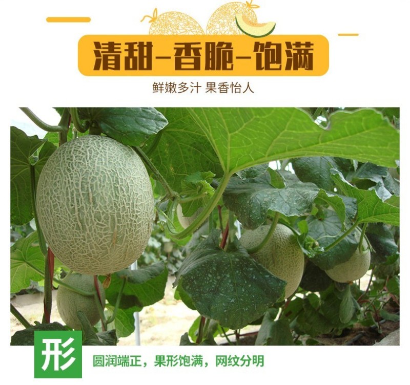 新疆哈密瓜，原产地采摘，西州蜜25号，皮薄肉厚，香甜多汁