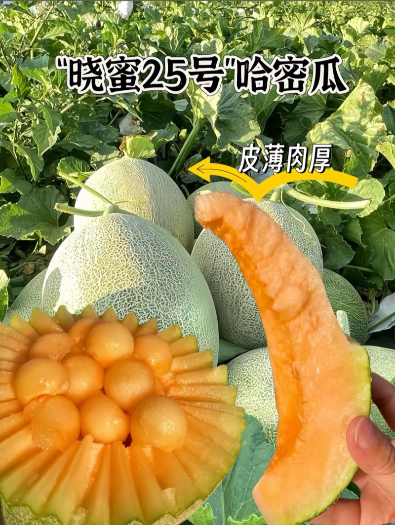 新疆哈密瓜，原产地采摘，西州蜜25号，皮薄肉厚，香甜多汁