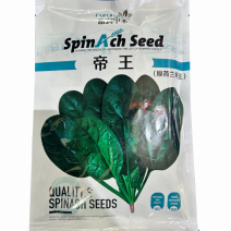 荷兰帝王包菜种子耐热耐寒直立圆叶肉厚易捆扎