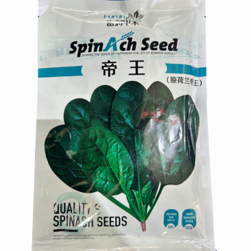荷兰帝王包菜种子耐热耐寒直立圆叶肉厚易捆扎