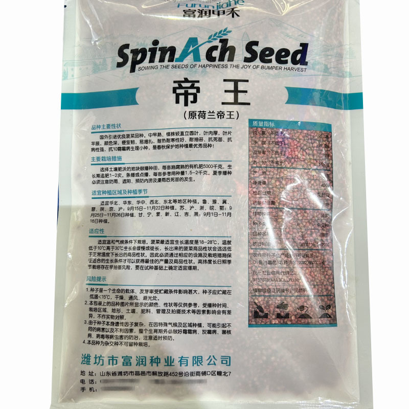 荷兰帝王包菜种子耐热耐寒直立圆叶肉厚易捆扎