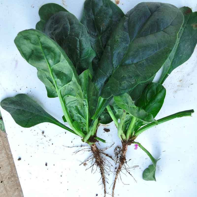 荷兰帝王包菜种子耐热耐寒直立圆叶肉厚易捆扎