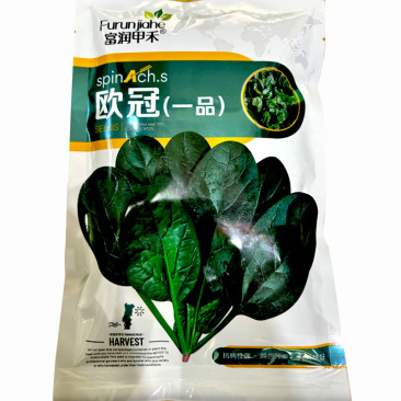 菠菜种子欧冠一品秋菠菜中早熟耐热耐寒抽苔南北方种植