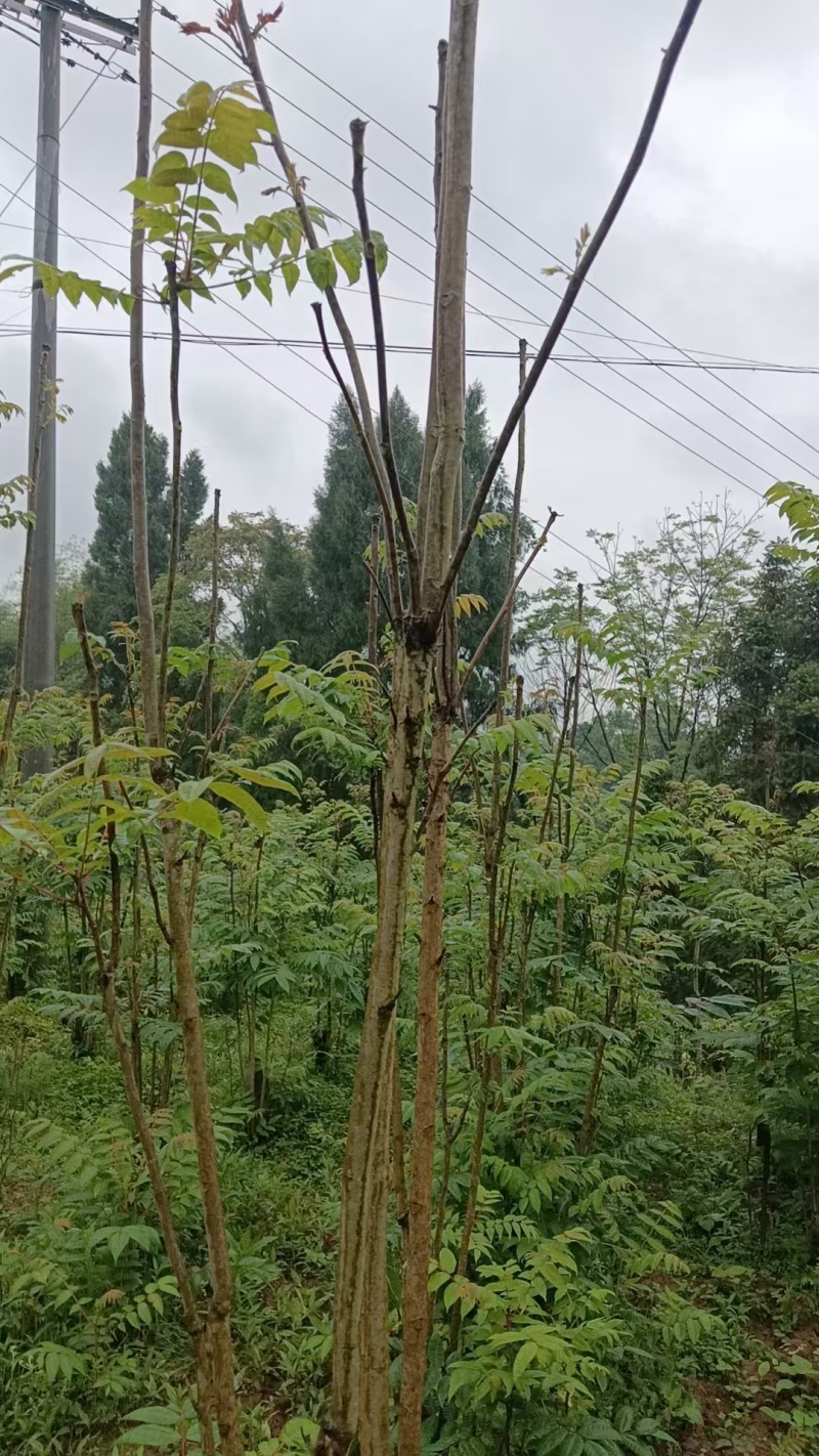 精品红油香椿苗对接全国市场量大从优成活率高欢迎采购