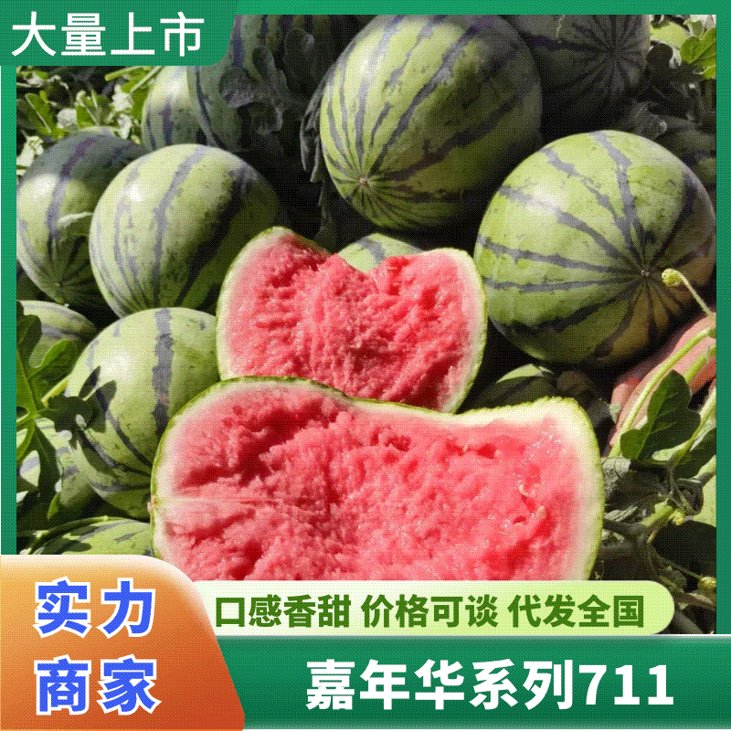 西瓜嘉年华系列711大棚无籽美都西瓜脆甜多汁