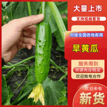 旱黄瓜辽宁黄瓜绥中县小黄瓜产地直供品质好价格低