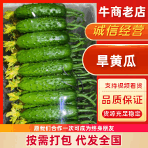 绥中县旱黄瓜产地直供对接电商超市市场社区团购等