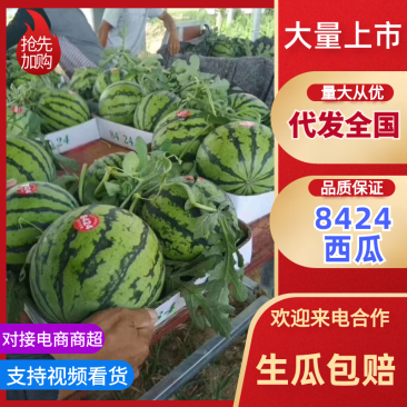 安徽优质8424西瓜，现货现发大量供应品质保障产地直发