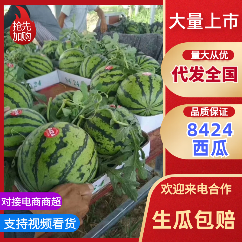 安徽优质8424西瓜，现货现发大量供应品质保障产地直发