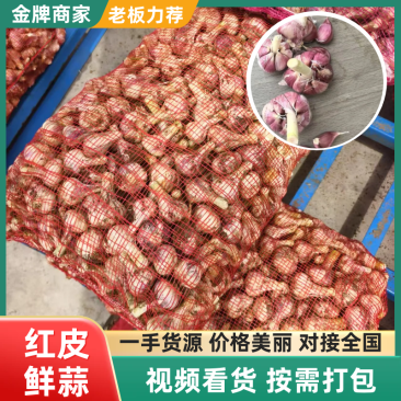 红皮鲜蒜山东大蒜大量供应品质保证欢迎来电咨询