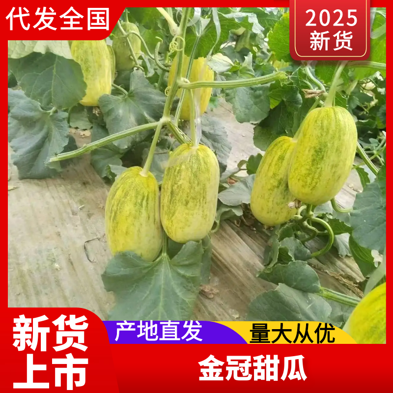 【山东甜瓜】金冠甜瓜基地直发提供一条龙服务全国发货
