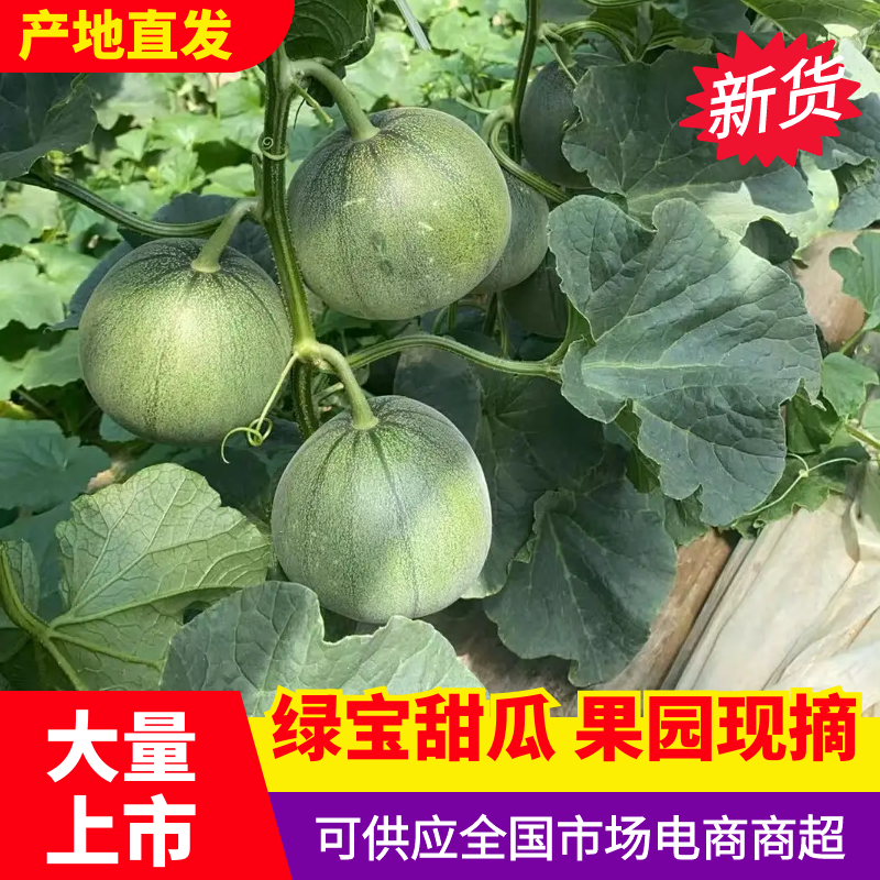 绿宝甜瓜山东甜瓜大量供应包熟包甜供应市场电商