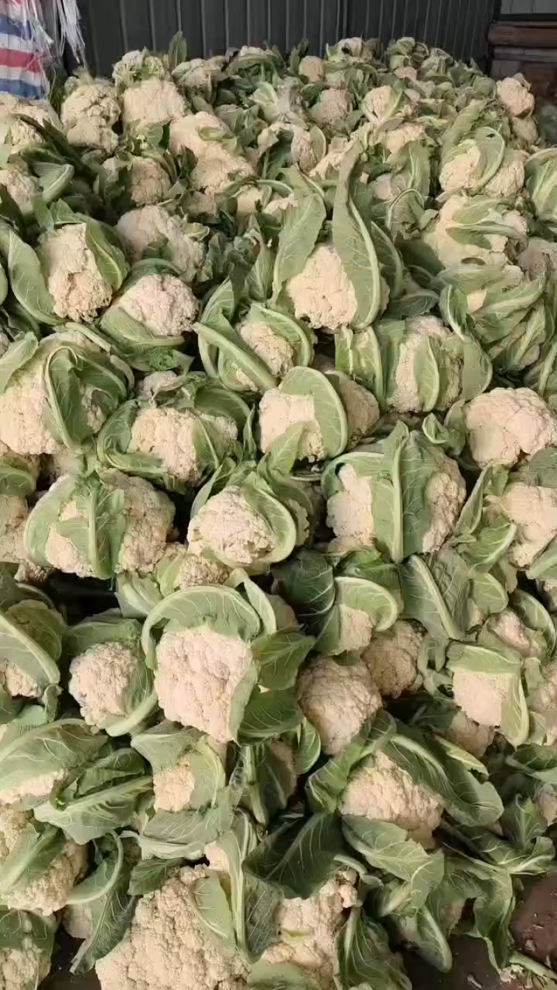甘肃临洮白面青埂松花菜小米粒松花菜一手价格可视频