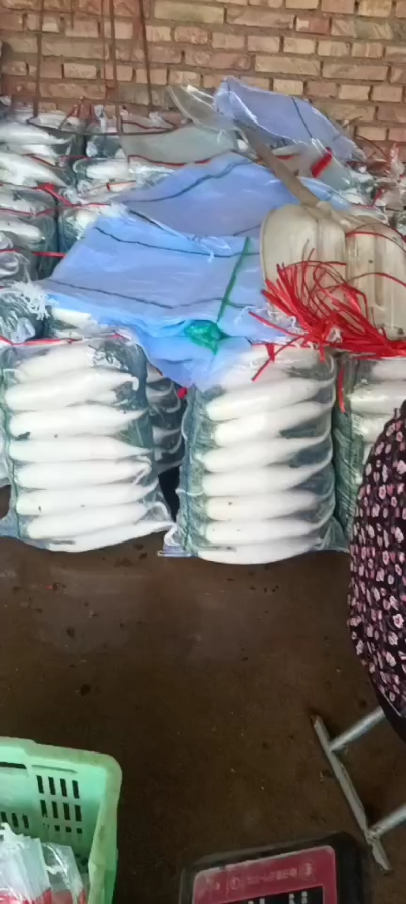 甘肃临洮箩卜青头箩卜全国发货一手货源可视频看货