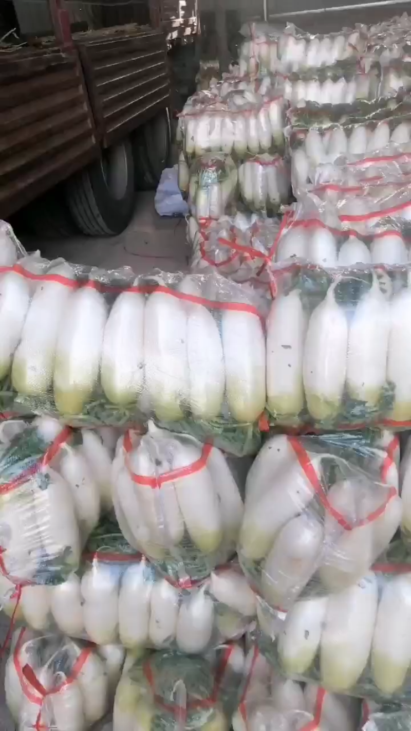 甘肃临洮箩卜青头箩卜全国发货一手货源可视频看货