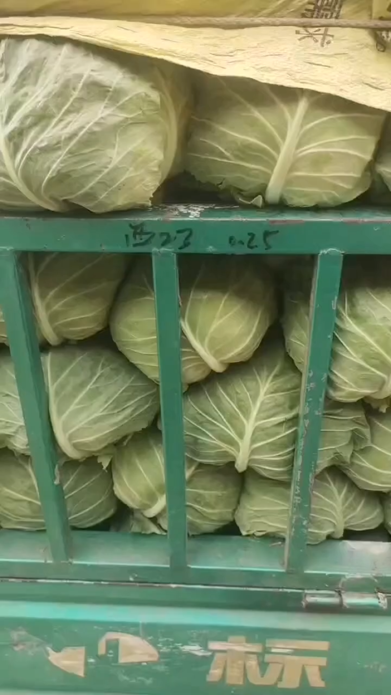 甘肃临洮产地精品甘蓝圆包菜基地一手货源全国发货