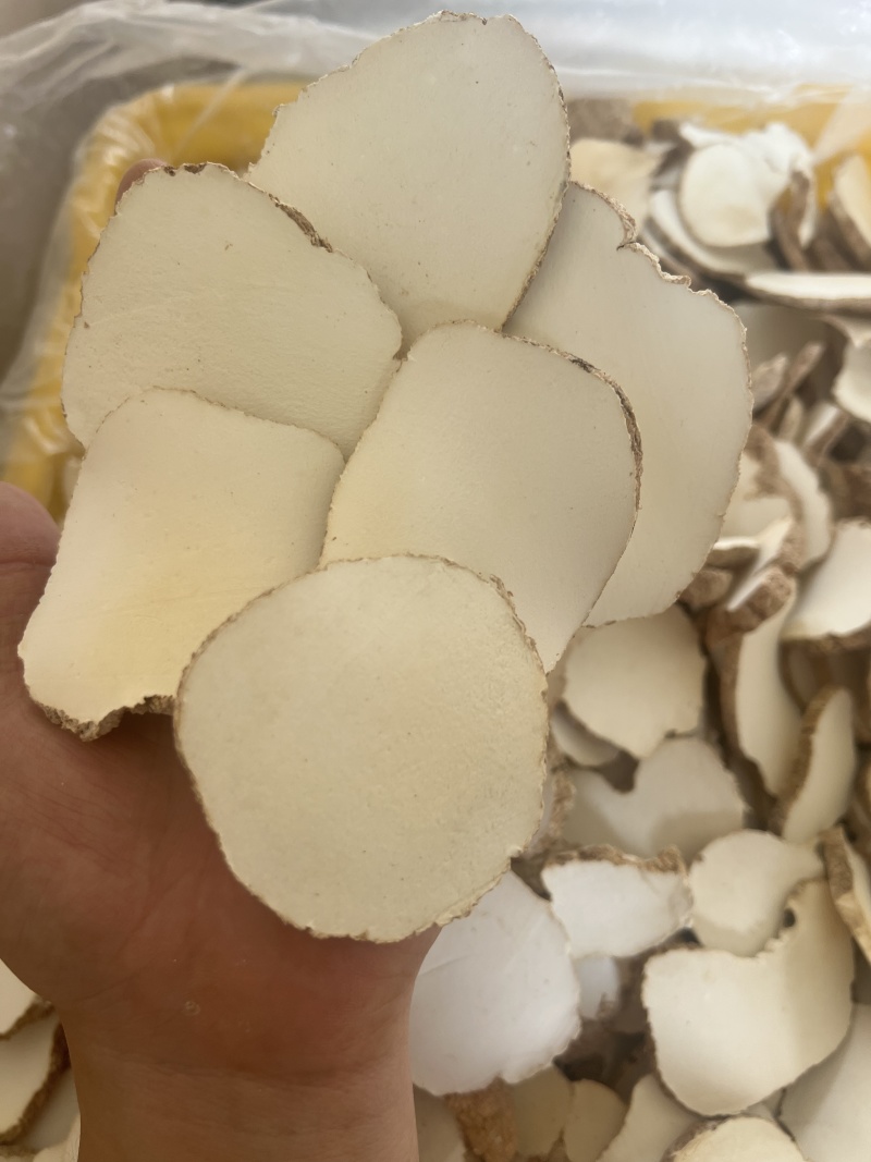 精品中药材虎奶菌大量现货