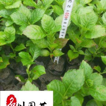 绣球花杯苗盆苗批发八仙花基地直供规格齐全量大价优