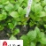绣球花杯苗盆苗批发八仙花基地直供规格齐全量大价优