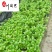 绣球花杯苗盆苗批发八仙花基地直供规格齐全量大价优