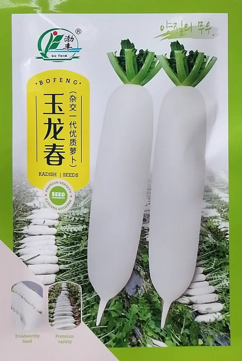 玉龙春杂交白萝卜种子根部全白光滑肉质致密耐裂耐抽