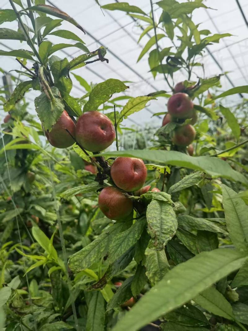 36-3油蟠桃，大量新鲜现货，美味可口，欢迎老板选购